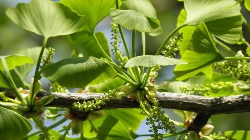 Huyết áp cao uống Ginkgo biloba được hay không