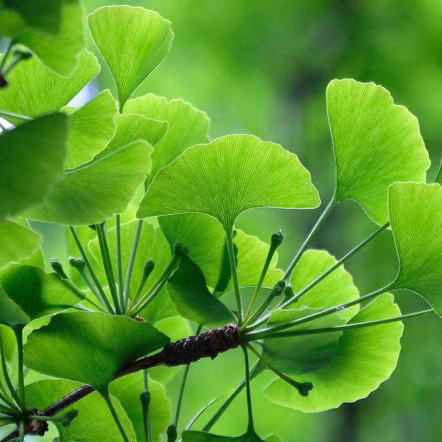 Huyết áp cao uống được Ginkgo biloba không